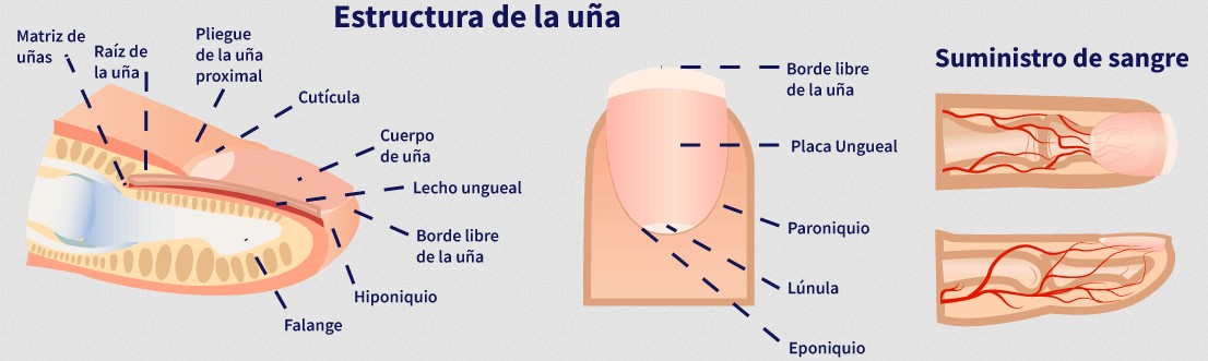 anatomia de la uña
