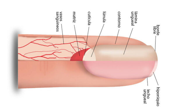Funcionamiento de la uña